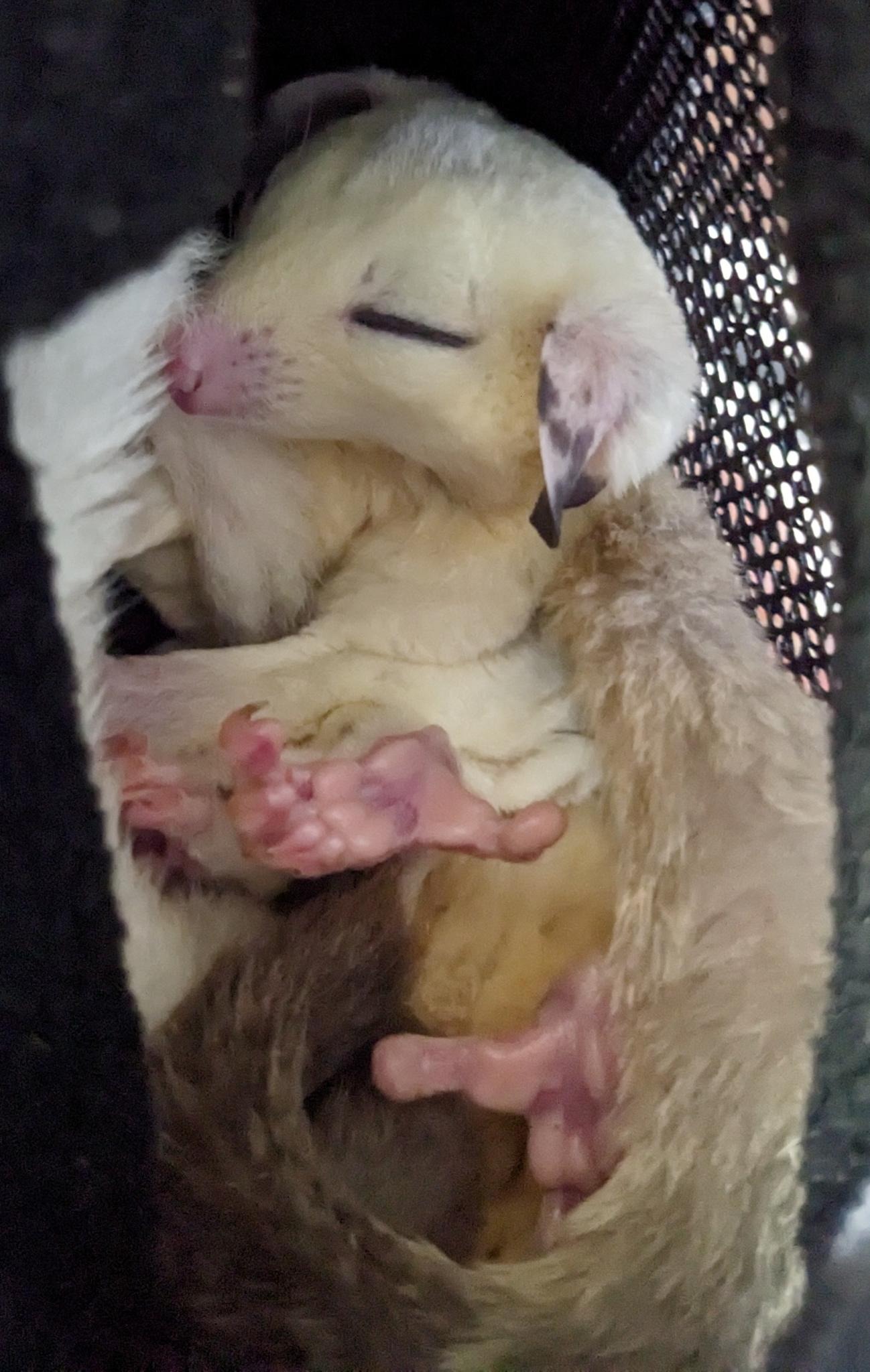 🐾 Meet Albino Pacino 1 Gizmo