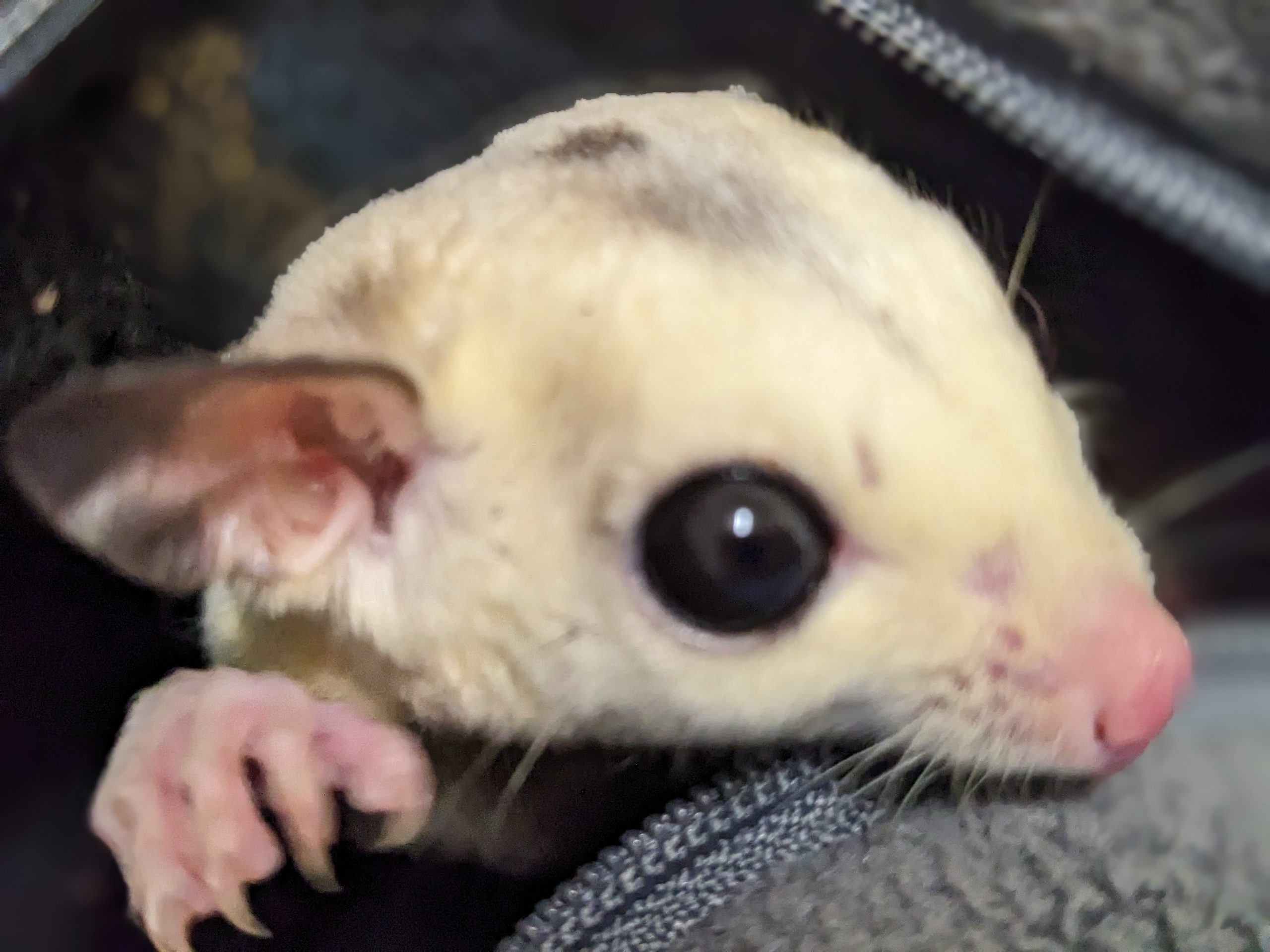 PXL 20231206 135559170.PORTRAIT scaled Houston Gliders