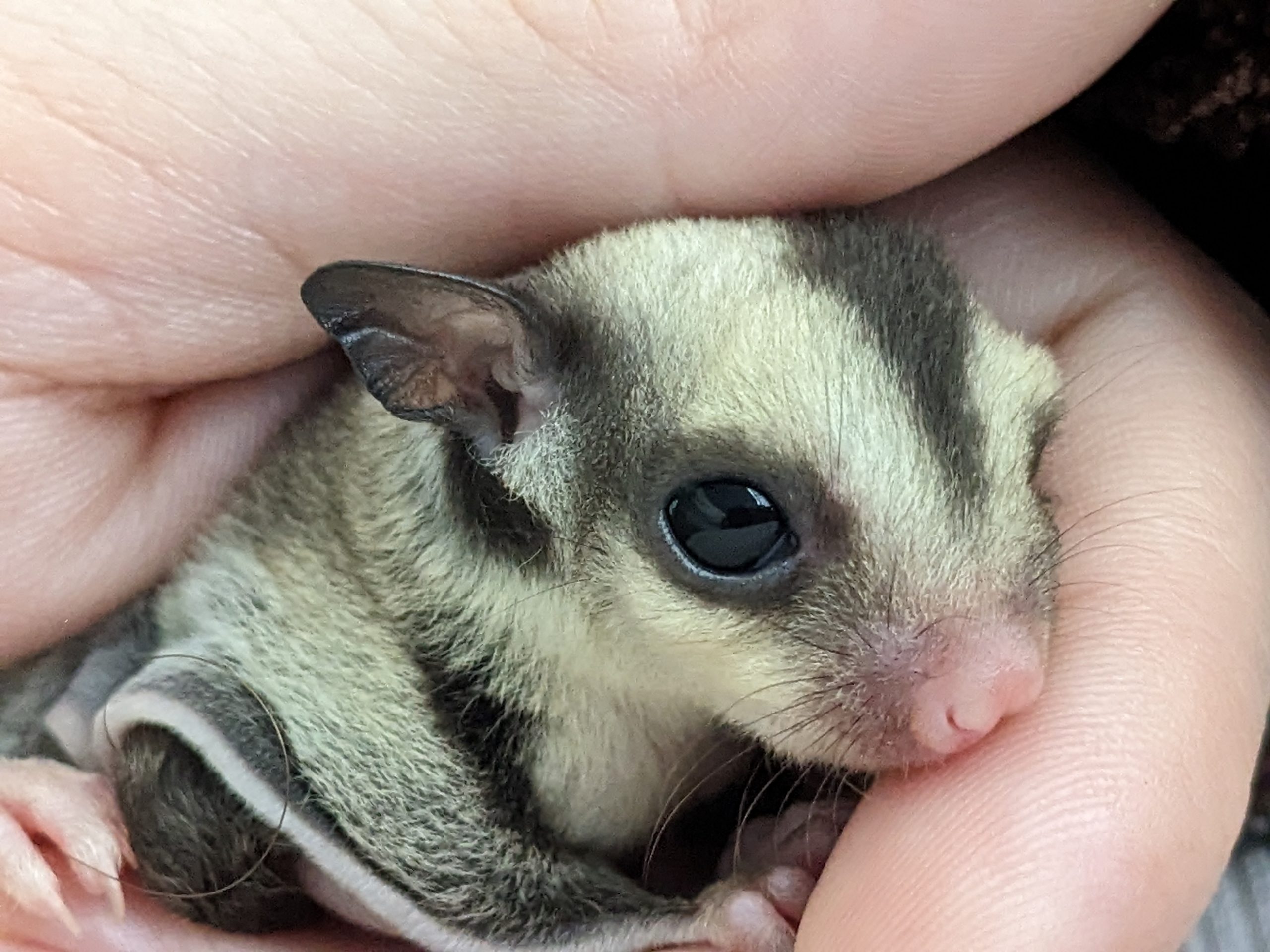 PXL 20231227 191854894.PORTRAIT scaled Houston Gliders