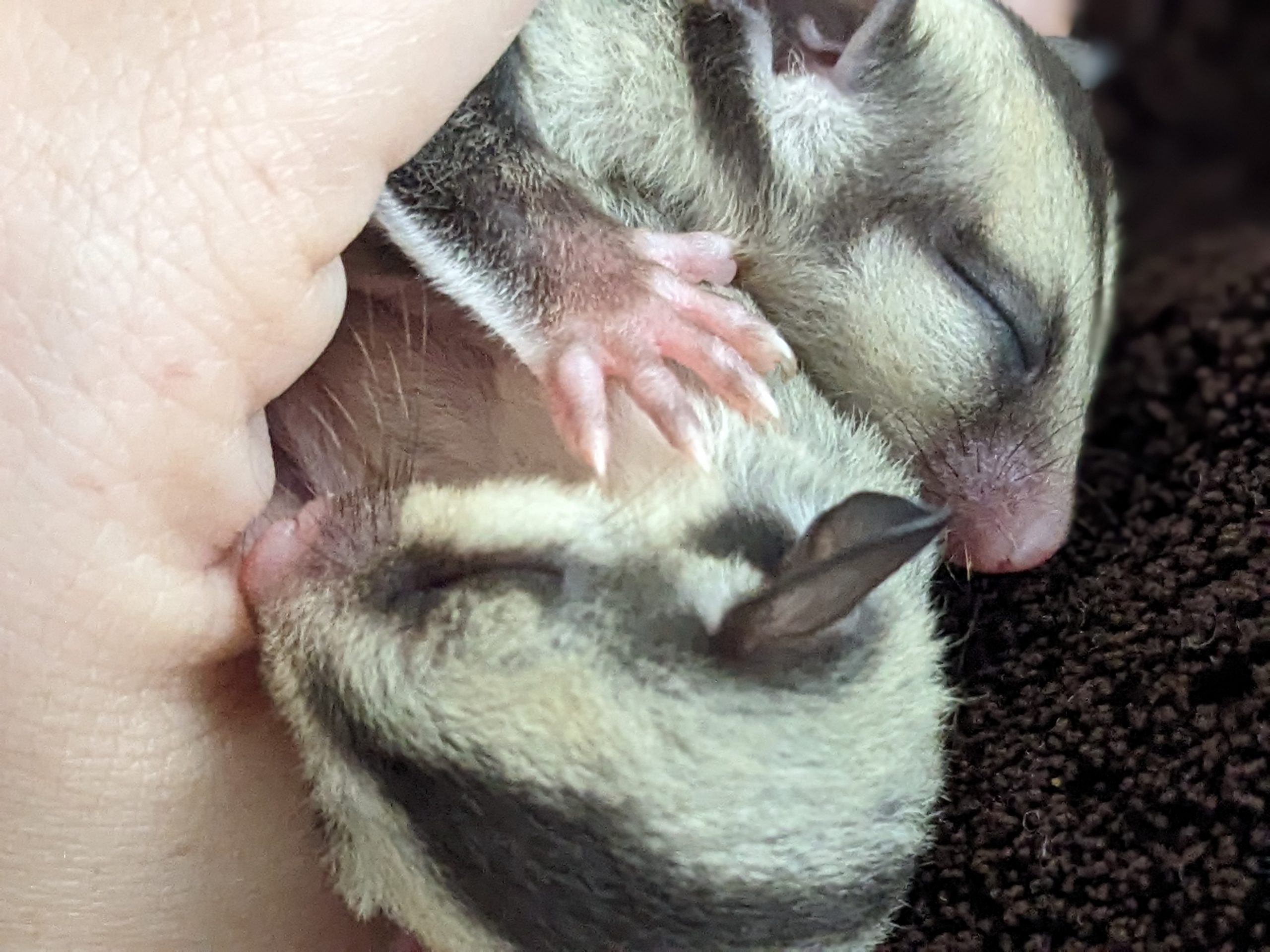 PXL 20231227 192142806.PORTRAIT scaled Houston Gliders