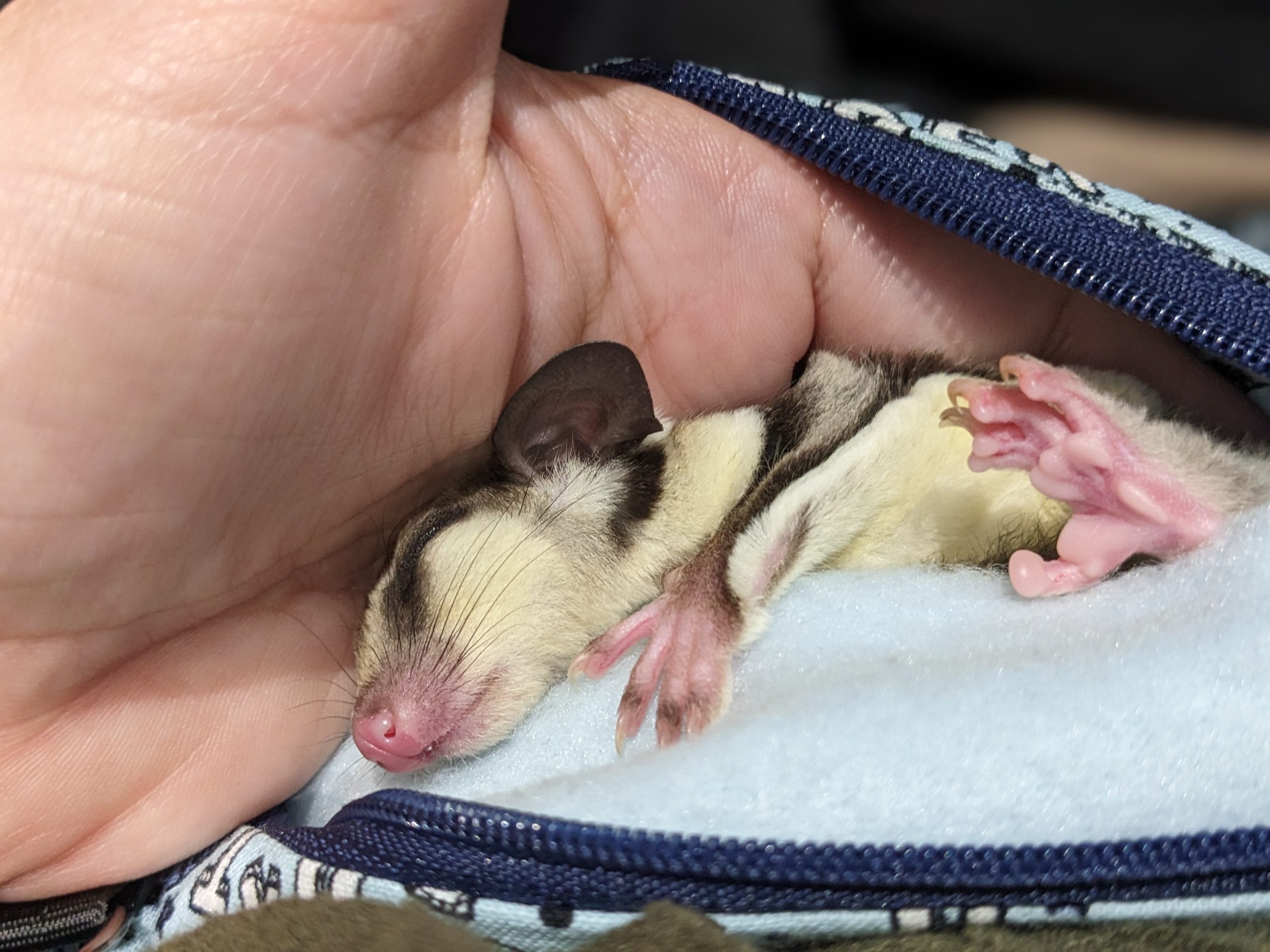 How to Clip a Sugar Glider’s Nails and the Importance of Nail Clipping 1 Duchess Sugar Glider Napping